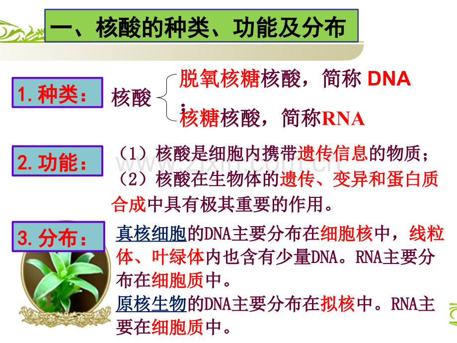 23遗传信息的携带者——核酸pwf.pptx_第2页