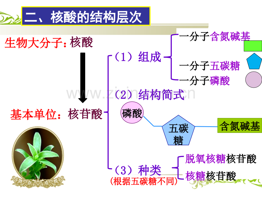 23遗传信息的携带者——核酸pwf.pptx_第3页