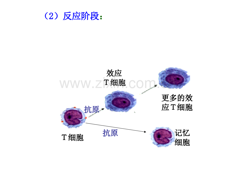 免疫调节第二课时.pptx_第3页