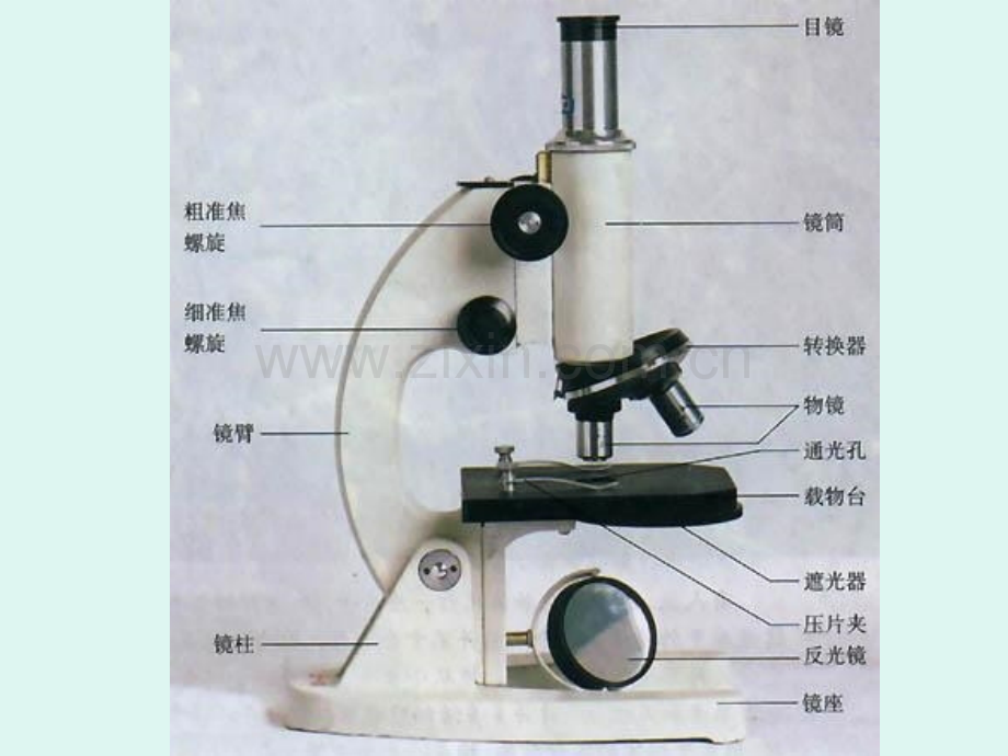 主题2生物体的结构层次.pptx_第1页