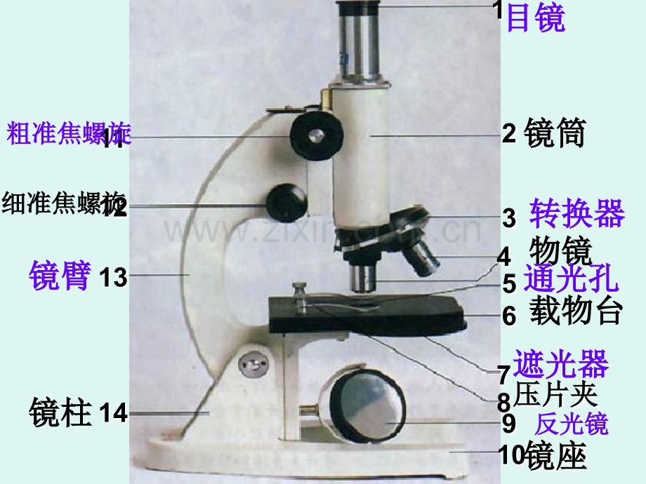 主题2生物体的结构层次.pptx_第2页