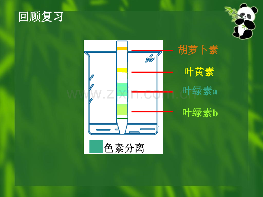 人教版吉林省松原市扶余县第一中学高一生物光合作用原理和应用1.pptx_第2页