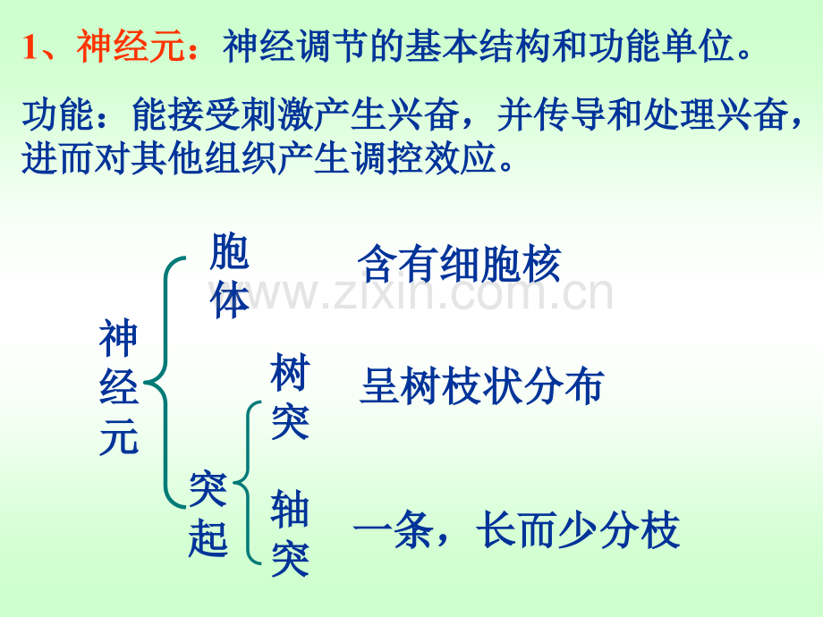 人体神经调节的结构基础和调节过程.pptx_第2页