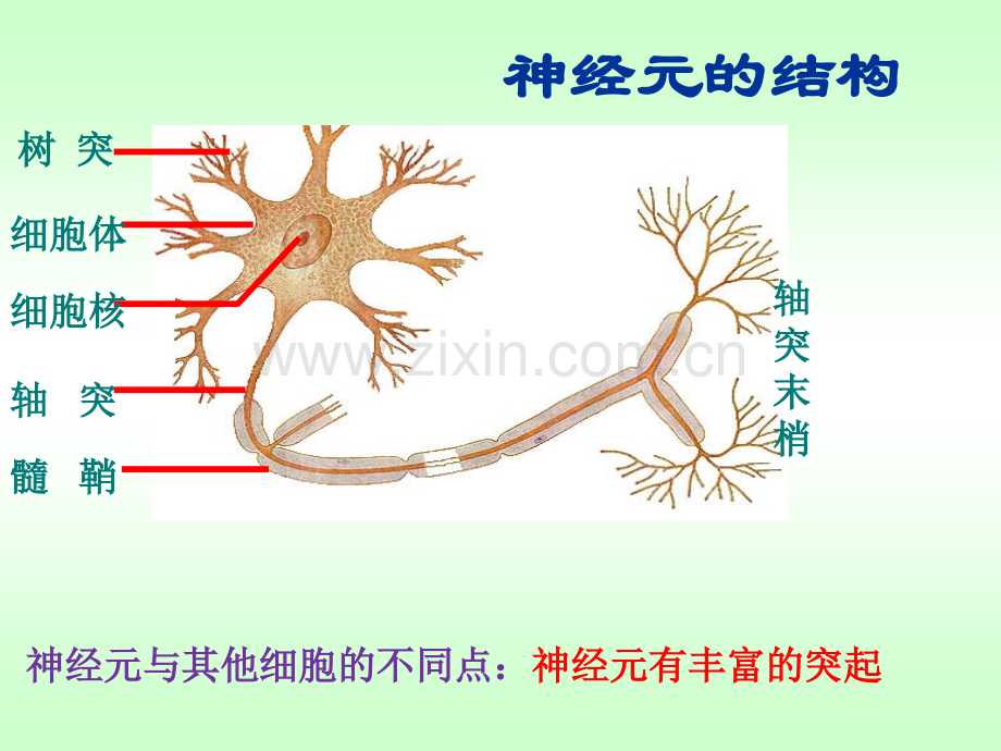 人体神经调节的结构基础和调节过程.pptx_第3页