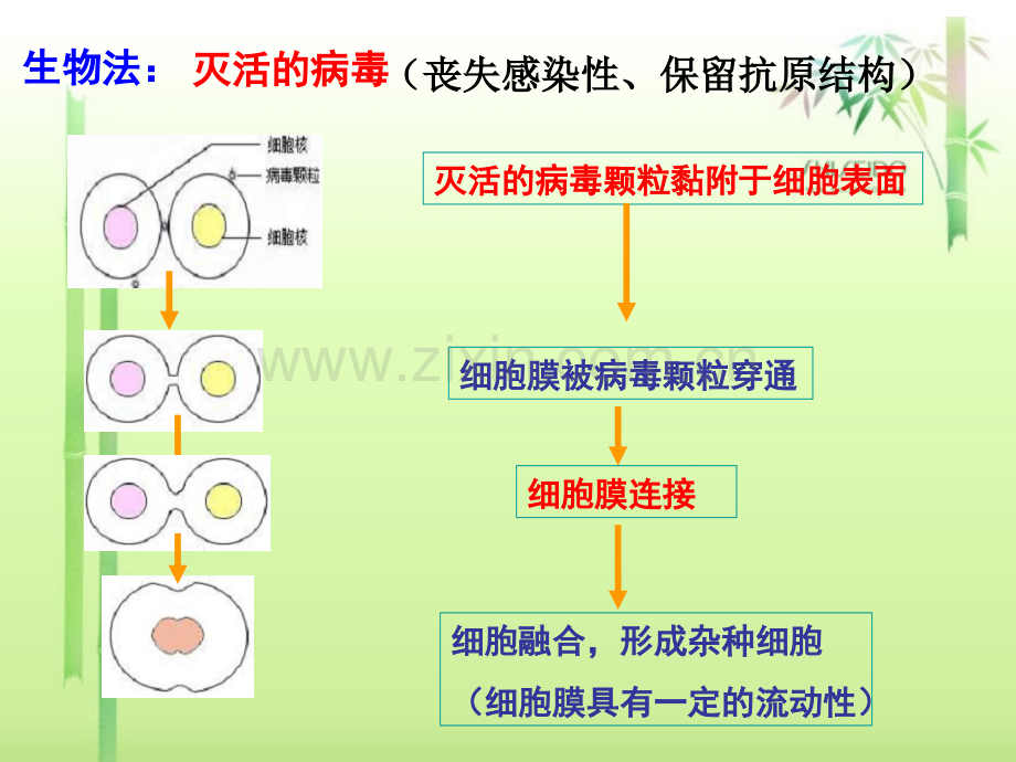 222-动物细胞融合与单体克隆抗体-高中生物人教版选修3-现代生物科技专题7833ppt-PPT课件.pptx_第2页