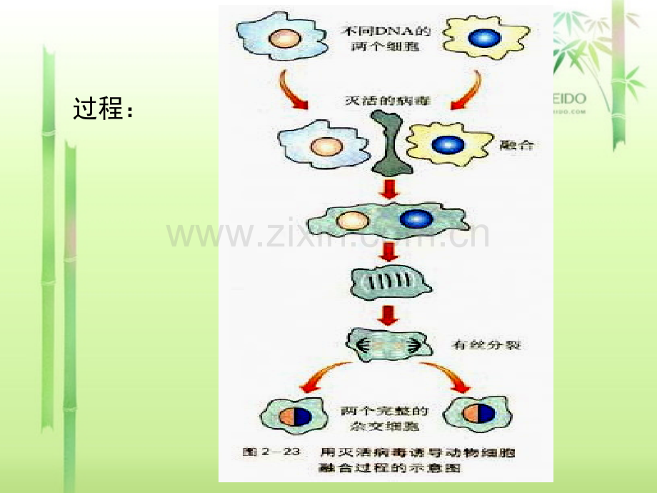 222-动物细胞融合与单体克隆抗体-高中生物人教版选修3-现代生物科技专题7833ppt-PPT课件.pptx_第3页