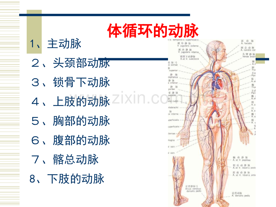 人体解剖生理学循环系统结构与功能2.pptx_第2页