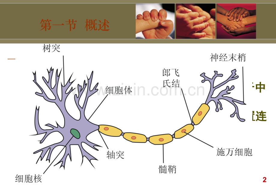 6周围神经损伤患者的康复PPT课件.pptx_第2页