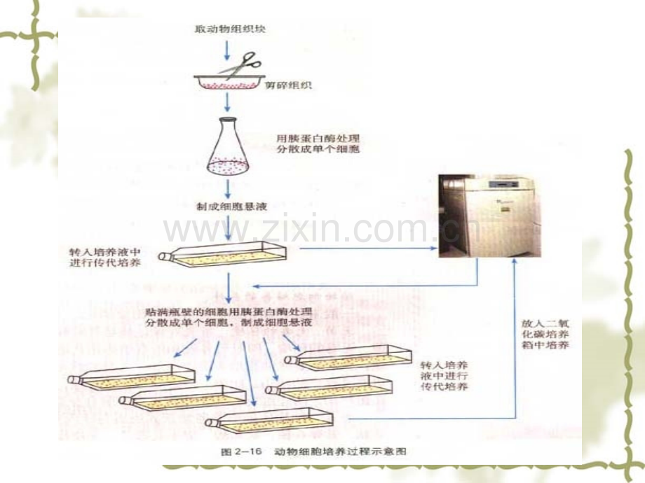 人教版教学动物细胞培养和核移植技术.pptx_第3页