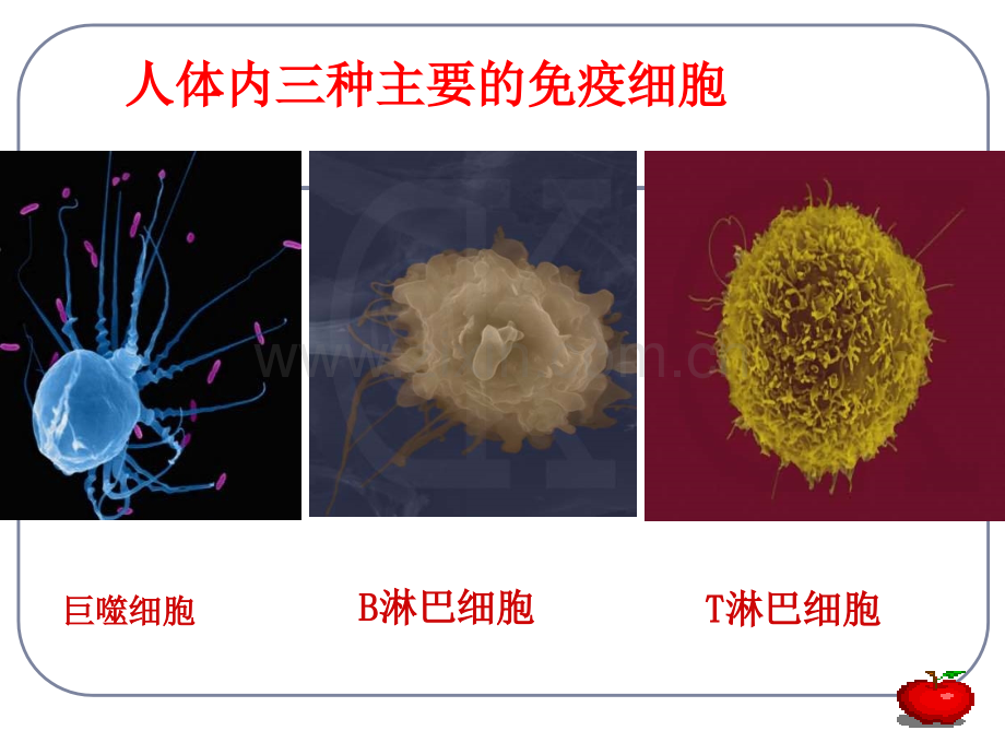 人教版教学高三生物复习免疫对人体稳态的维持人教版必修.pptx_第3页