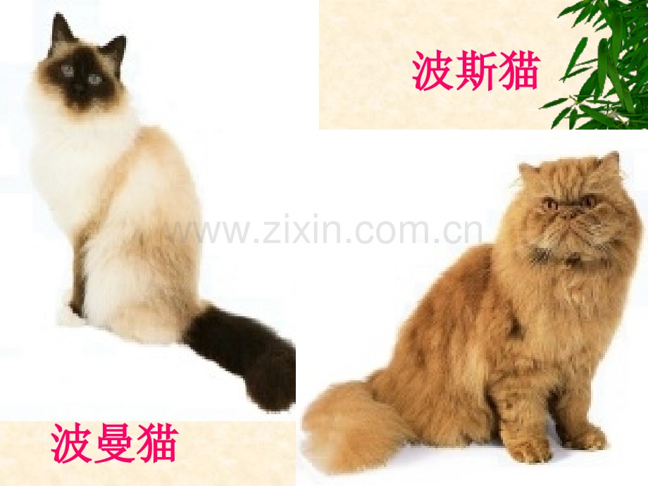 人教版四年级语文上册猫.pptx_第2页