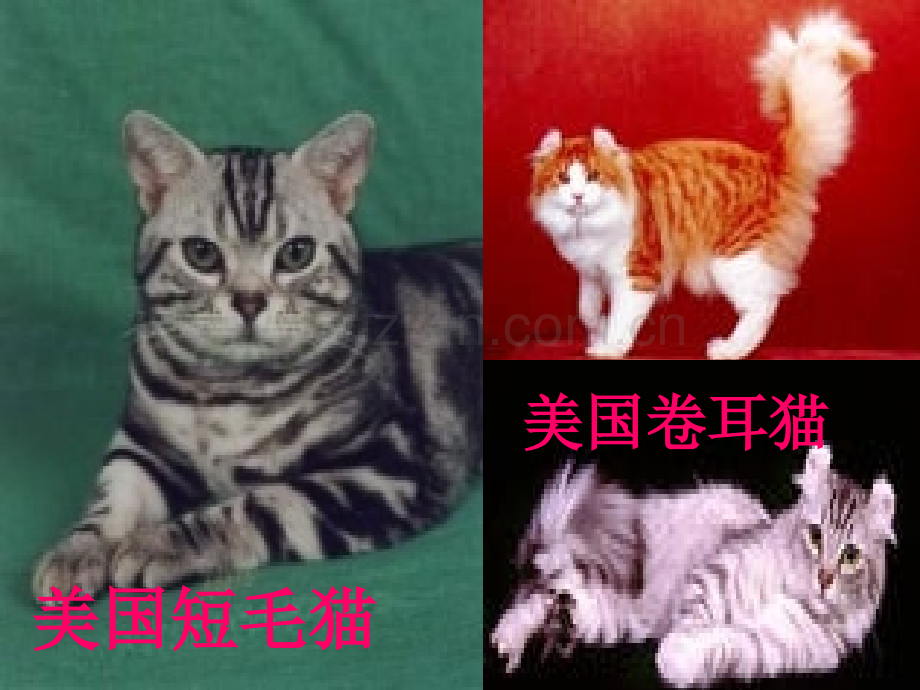 人教版四年级语文上册猫.pptx_第3页