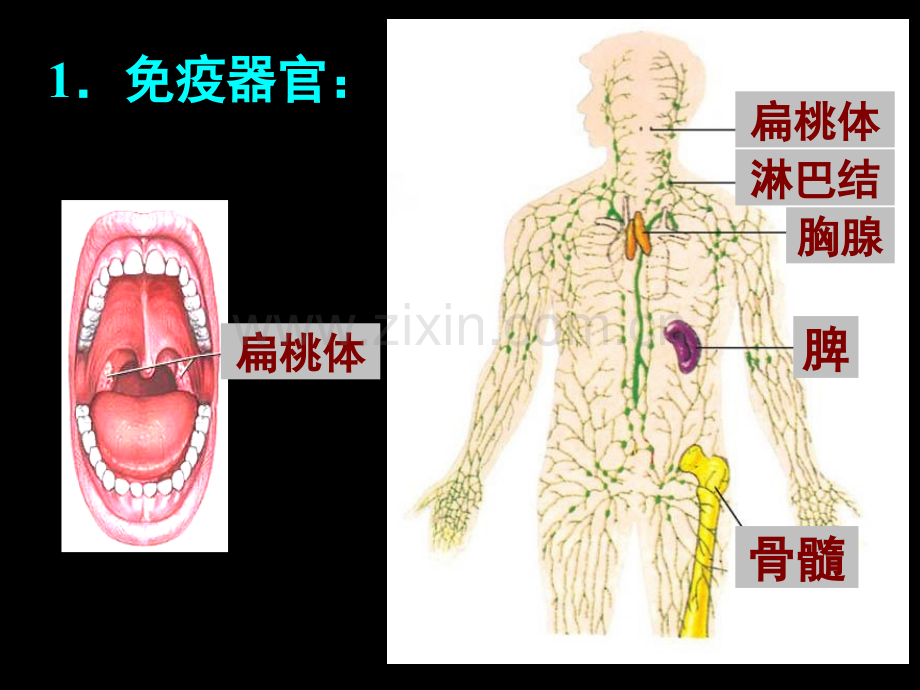 生物免疫调节.pptx_第3页