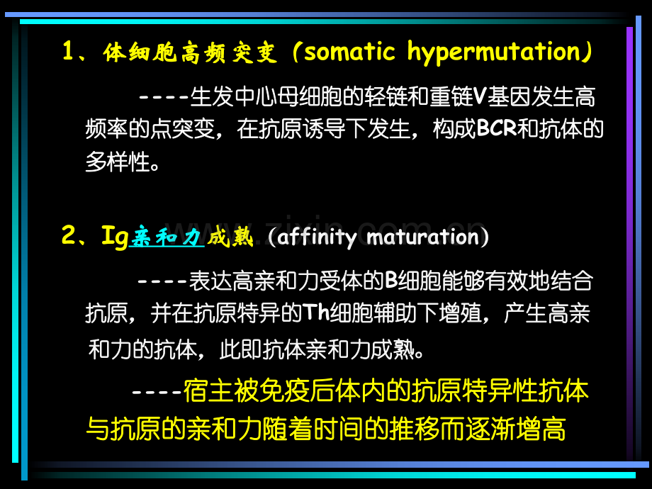 B淋巴细胞介导的体液免疫应答.pptx_第3页