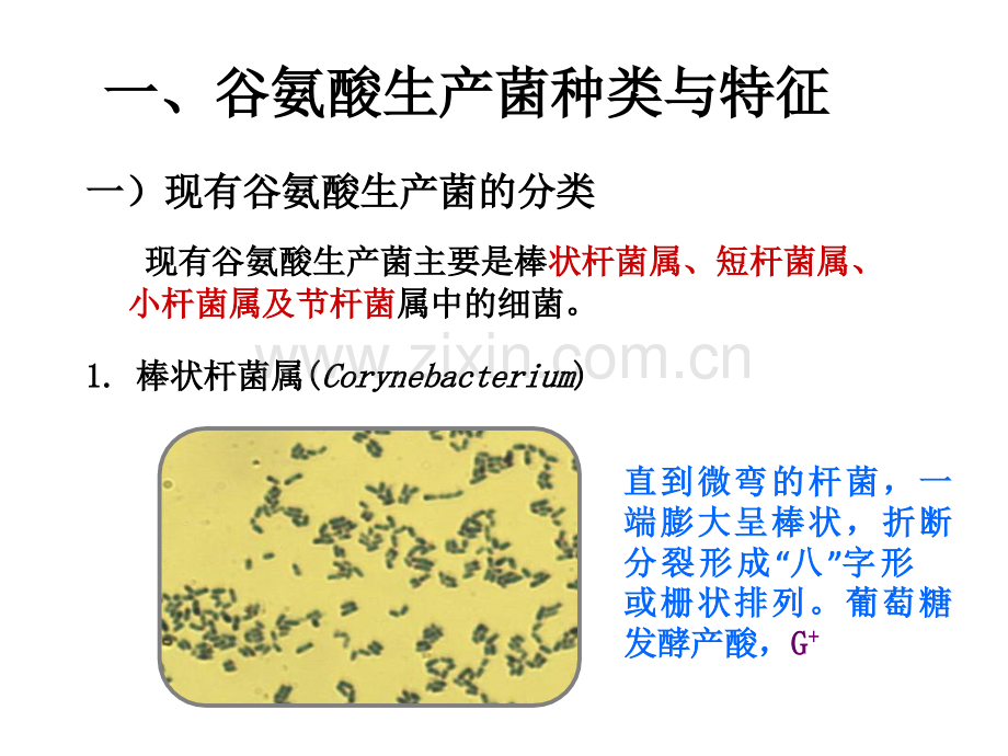 任务121谷氨酸生产菌模板.pptx_第3页