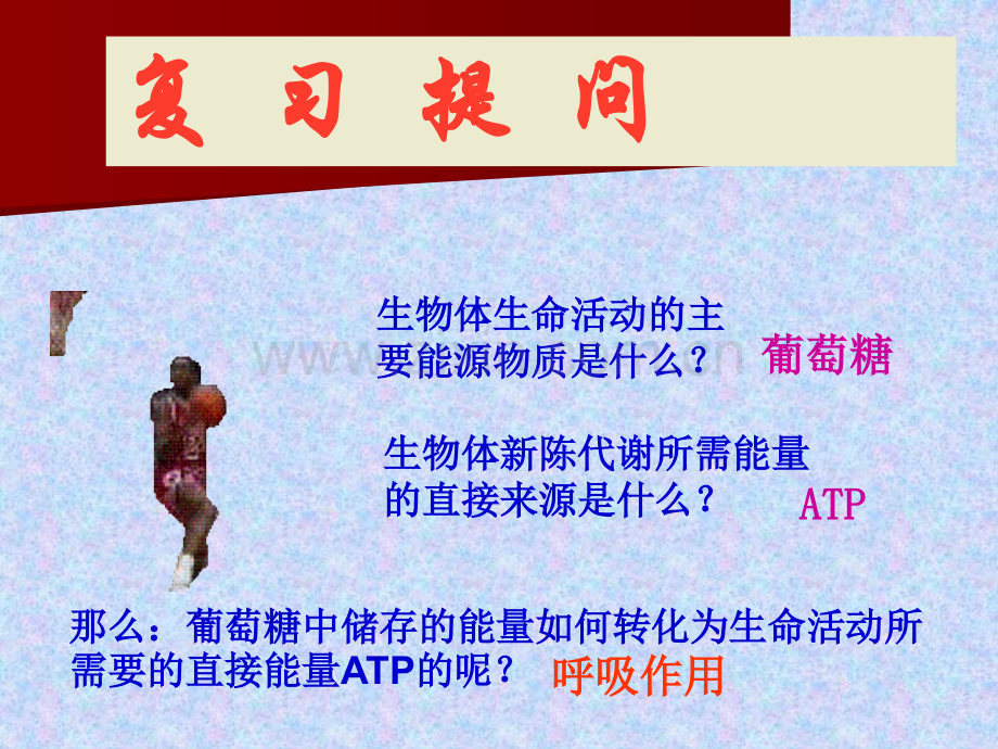 ATP的主要来源.pptx_第1页