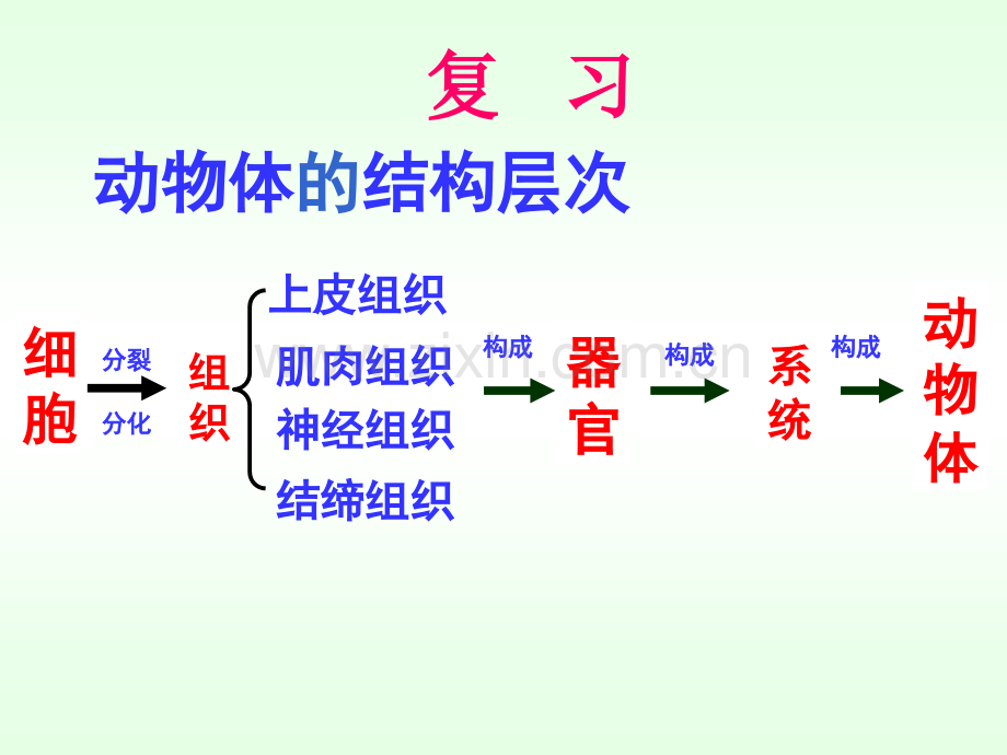 人教版七年级生物上册植物体的结构层次.pptx_第3页