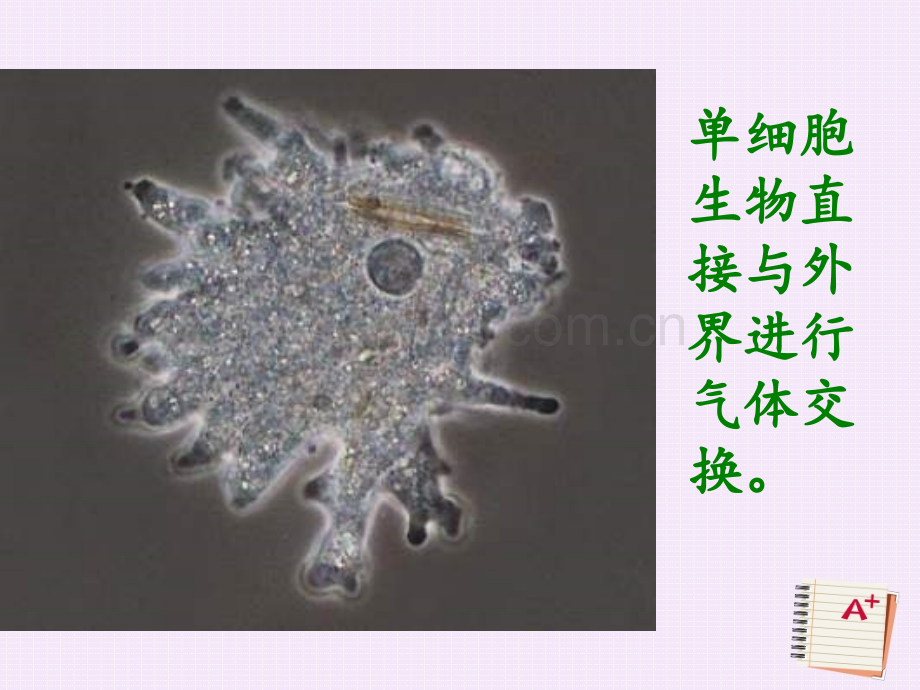 641呼吸和呼吸作用2015七年级生物下册.pptx_第3页