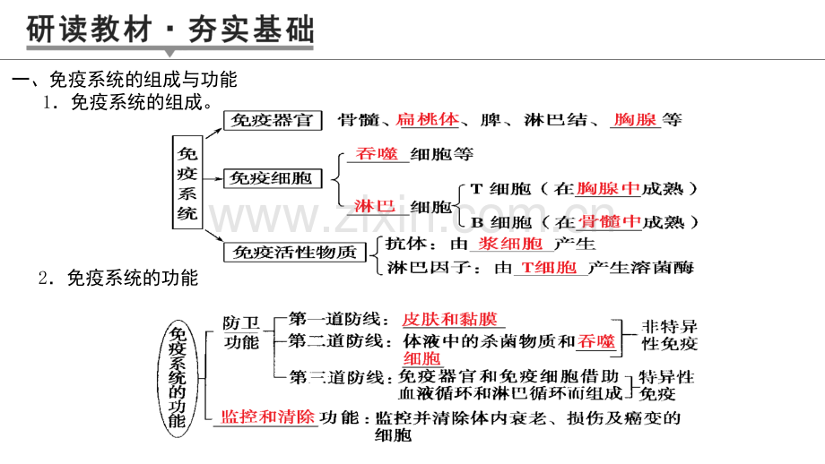 免疫调节一轮知识点.pptx_第2页