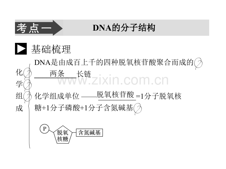 人教版教学生物高考一轮复习必修2---DNA分子的结构.pptx_第2页