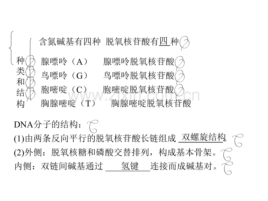 人教版教学生物高考一轮复习必修2---DNA分子的结构.pptx_第3页