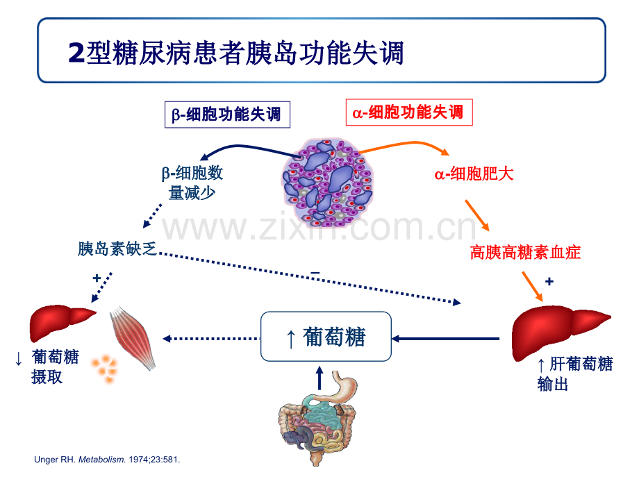 GLP1受体激动剂与DPP4抑制剂幻灯.pptx_第3页