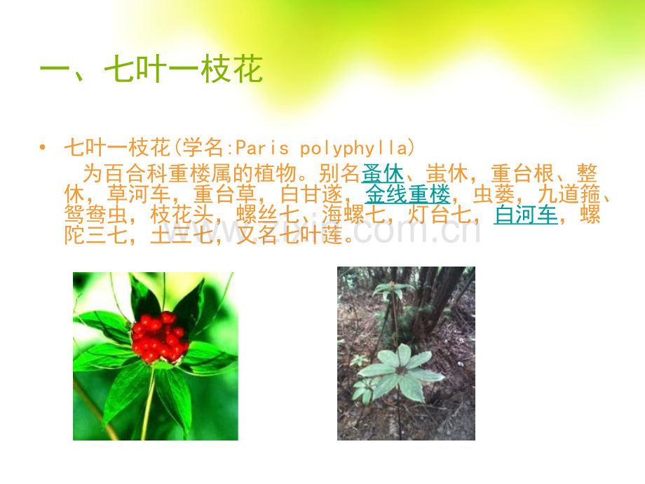 五种野生植物的介绍概述.pptx_第3页