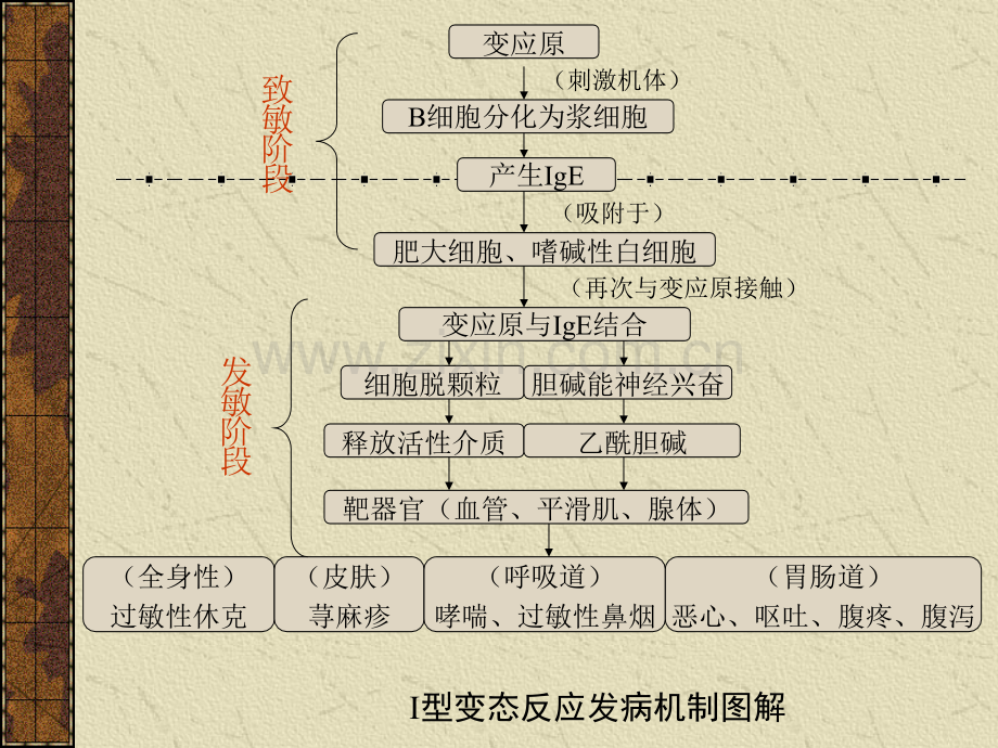 免疫病理.pptx_第2页