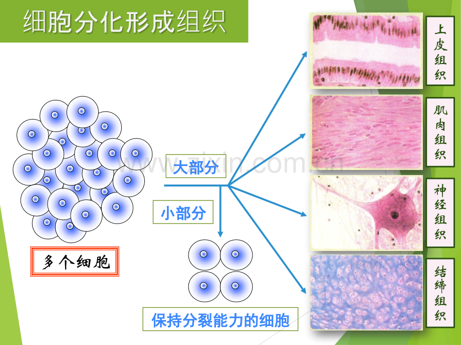 人教版初中生物七年级动物体的结构层次.pptx_第3页