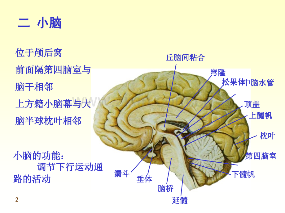 人体解剖学神经系统.pptx_第2页