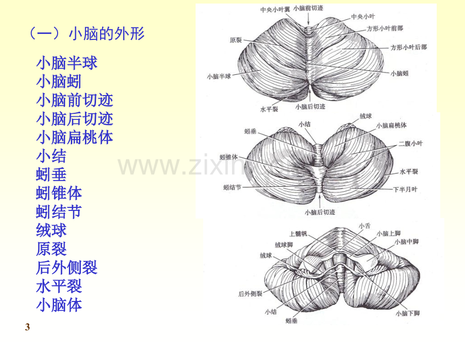 人体解剖学神经系统.pptx_第3页