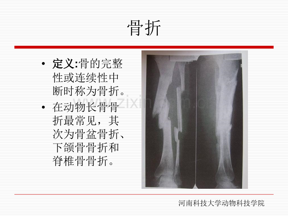 兽医影像诊断学.pptx_第2页