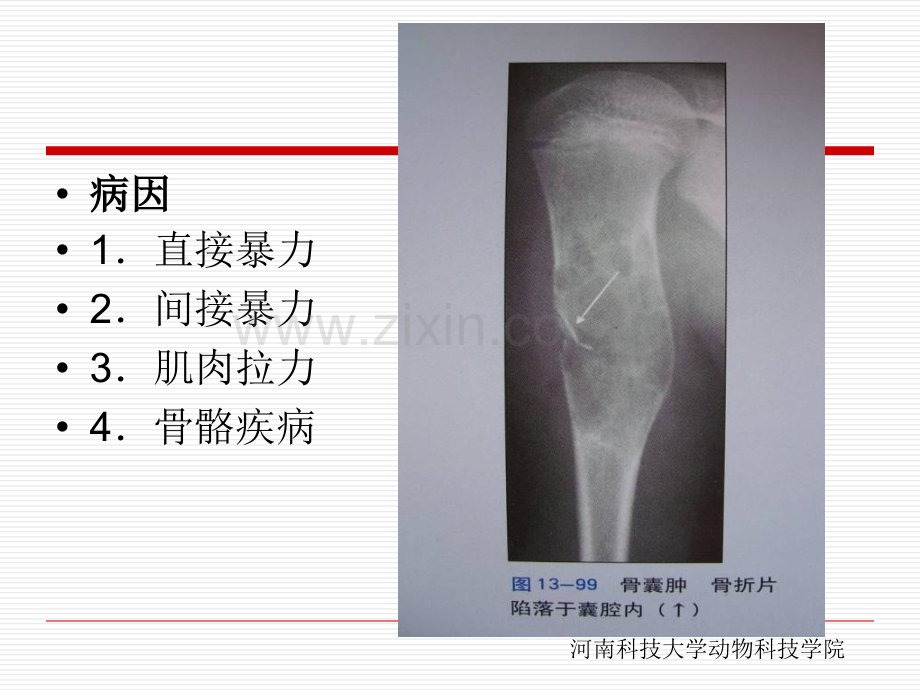 兽医影像诊断学.pptx_第3页