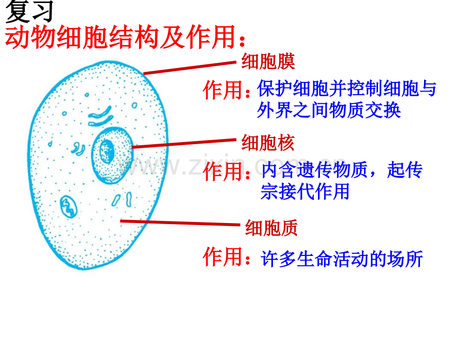 23生物体的结构层次.pptx_第2页