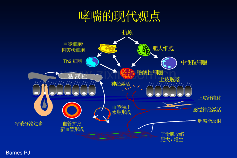 儿童哮喘诊治研究进展.pptx_第2页