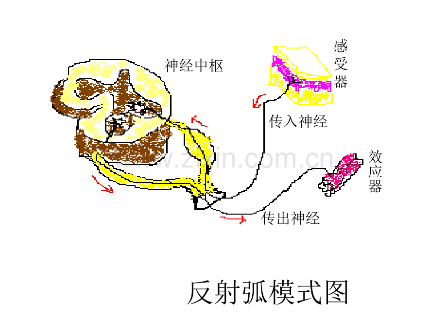 七年级生物神经调节的基本方式.pptx_第3页