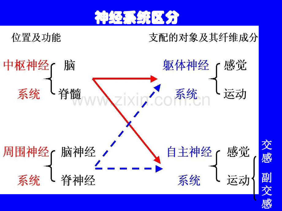 人体其他系统基本知识神经系统.pptx_第3页