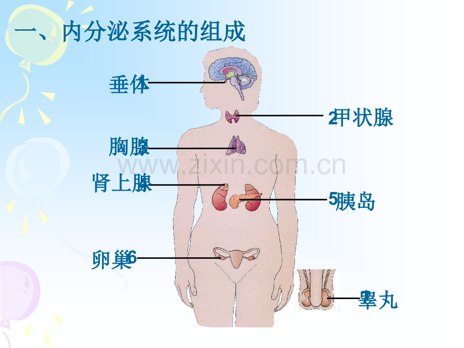 七年级生物复习课件.pptx_第2页