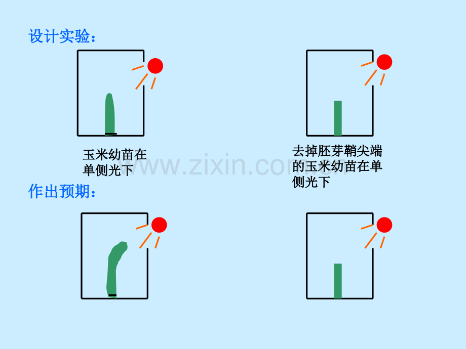 人教版教学植物的激素调节.pptx_第3页