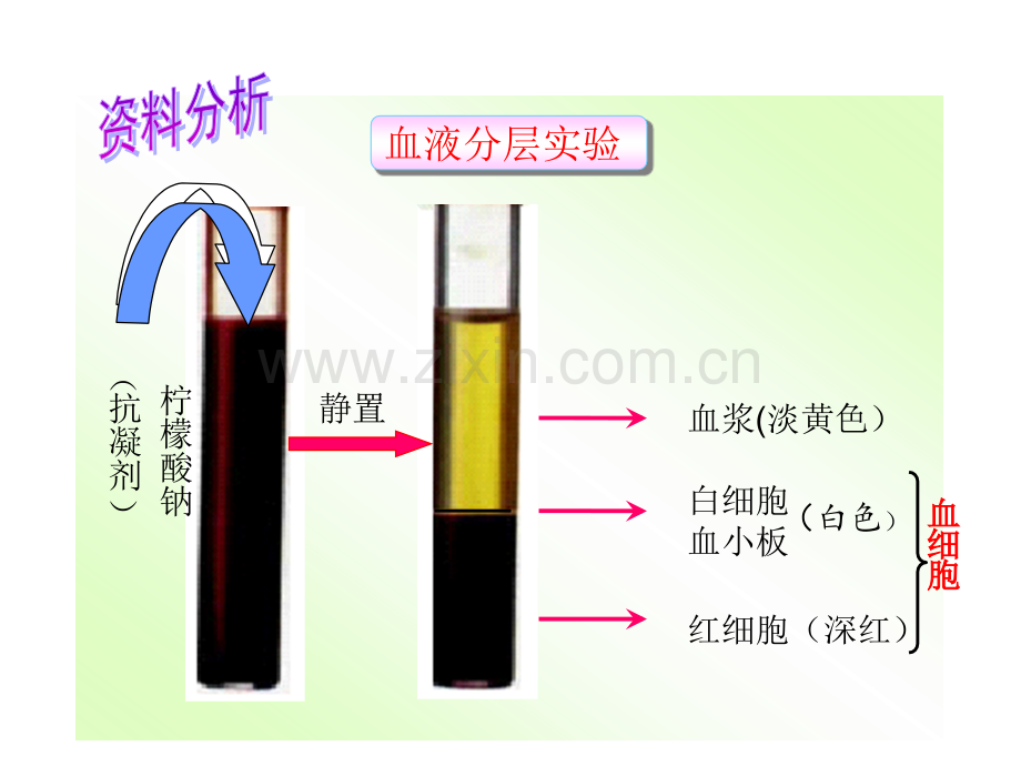 人教版初中生物七年级下册流动的组织—血液.pptx_第2页