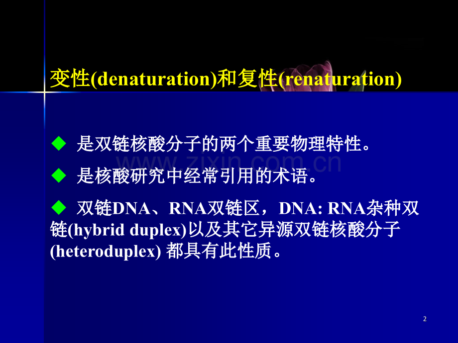 DNA的变性和复性.pptx_第2页