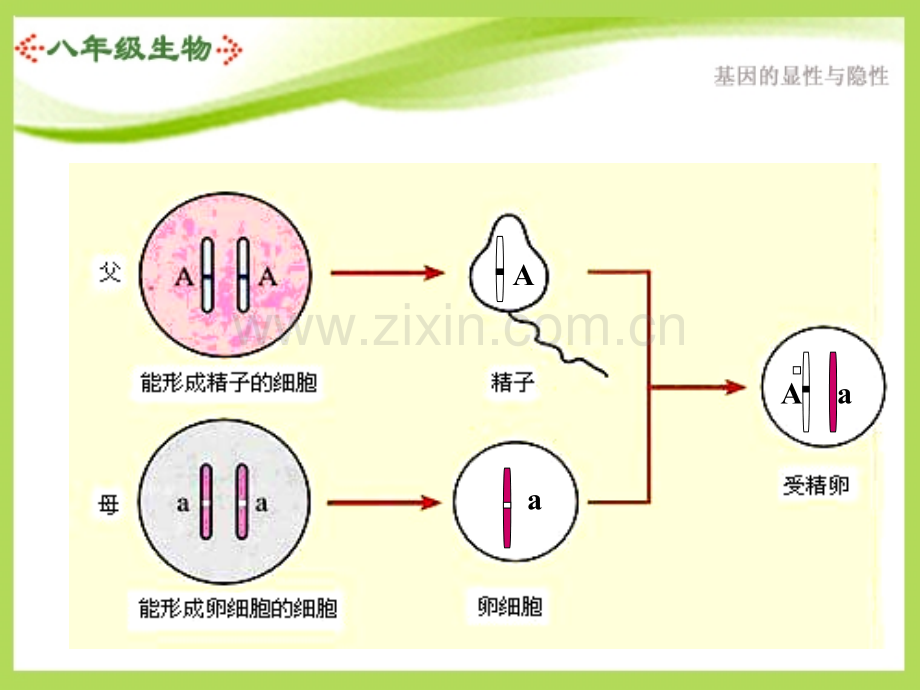 23基因的显性和隐性.pptx_第3页