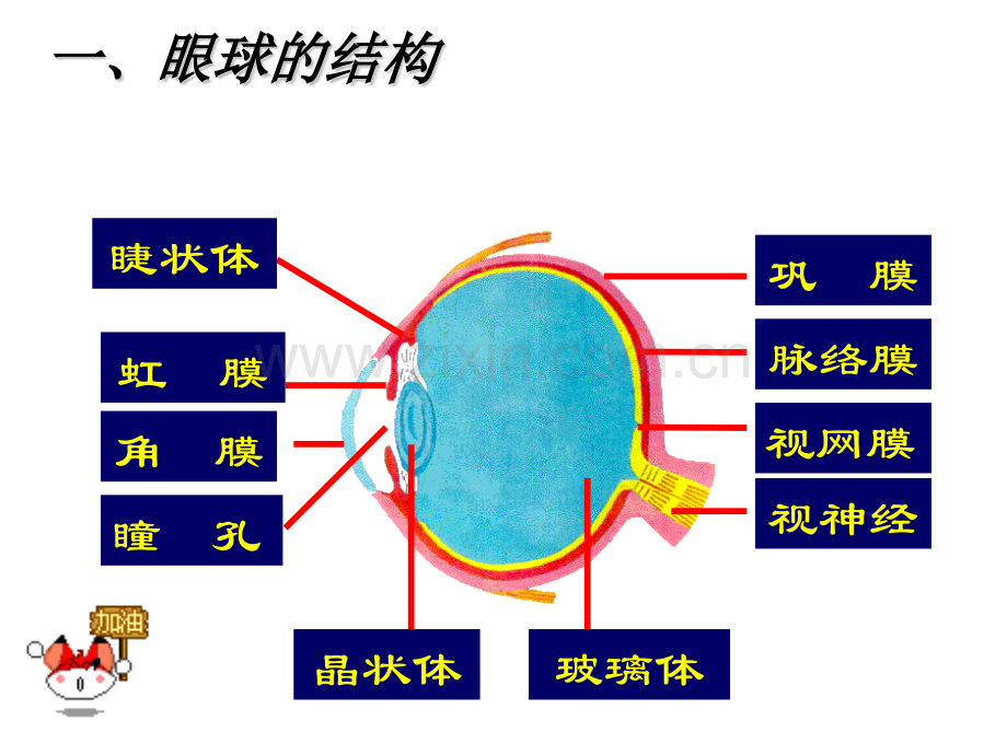 人体对外界环境的感知课件.pptx_第2页