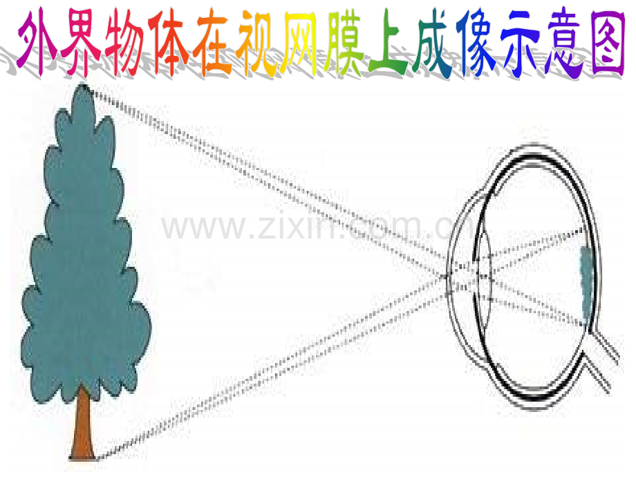 人体对外界环境的感知课件.pptx_第3页