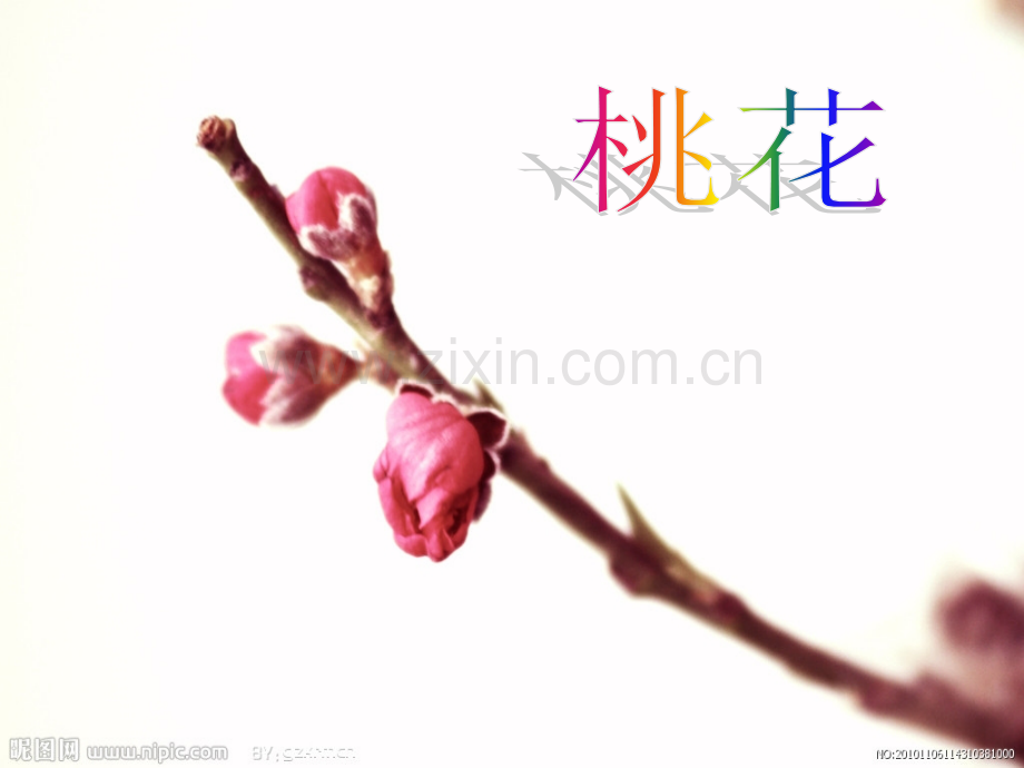 写花的作文桃花.pptx_第1页