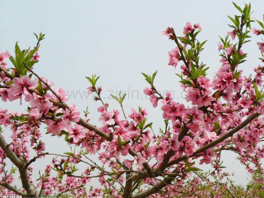 写花的作文桃花.pptx_第2页