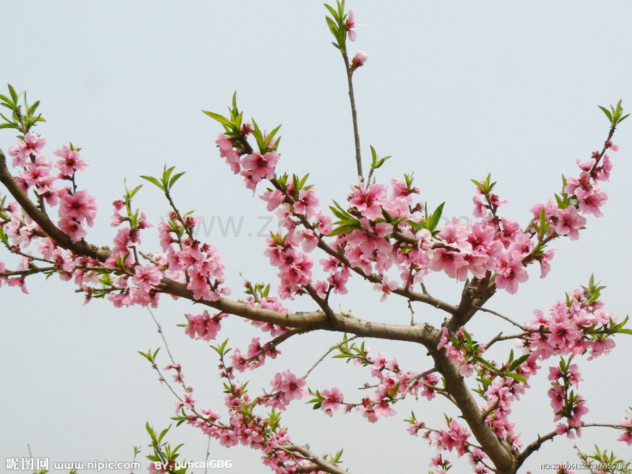 写花的作文桃花.pptx_第3页