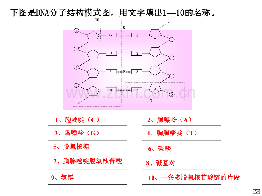 上海高中生物会考学业水平考试复习资料-PPT课件.pptx_第3页