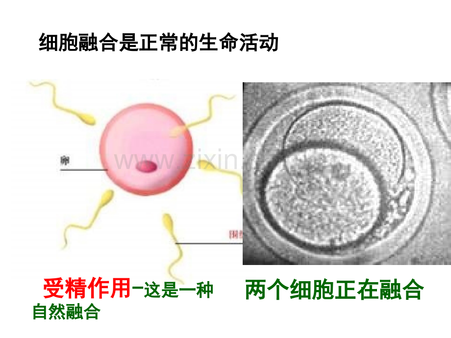 222-动物细胞融合与单体克隆抗体2人教版选修三-PPT课件.pptx_第2页