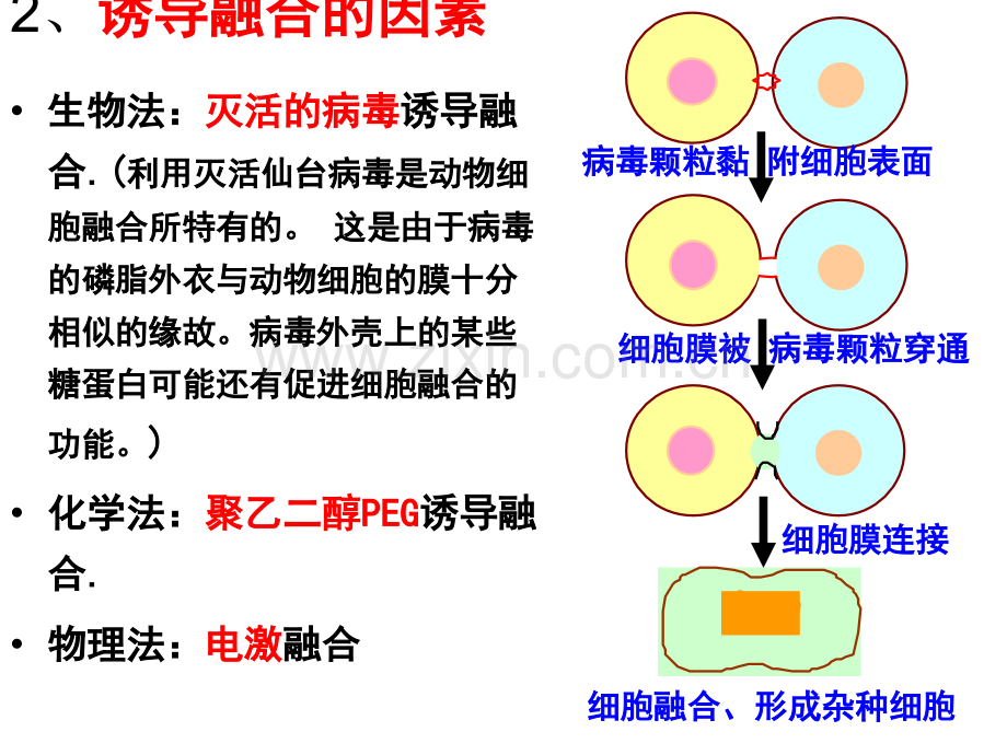 222-动物细胞融合与单体克隆抗体2人教版选修三-PPT课件.pptx_第3页